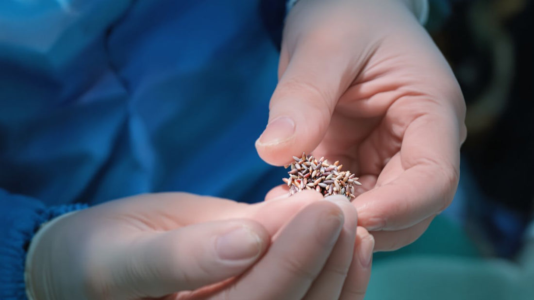 Hair follicles held by medical hands